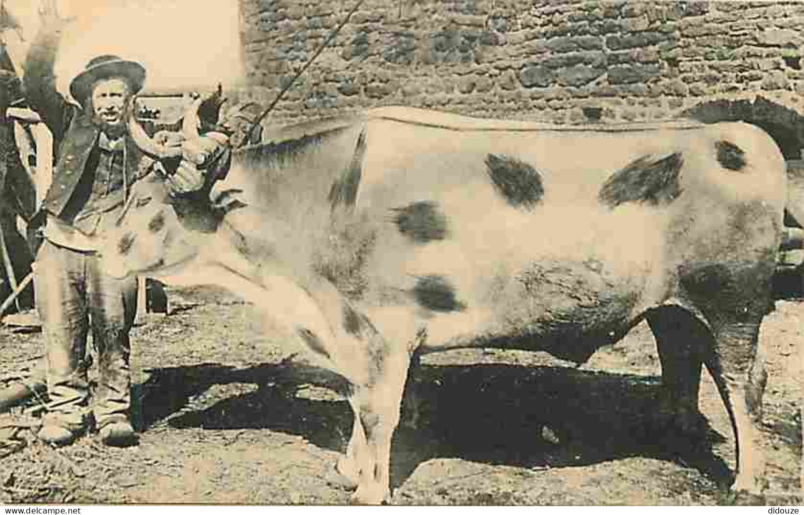 Animaux - Boeufs - Chanson - Animée - Folklore - Carte Postale Se Dépliant En 2 Volets - Parties Correspondance Et Adres - Cows
