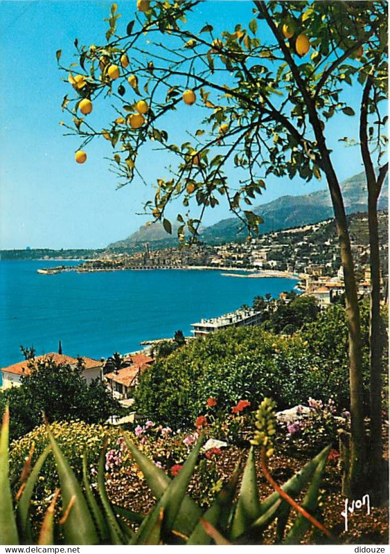 06 - Menton - Les Citronniers Et La Splendide Baie De Garavan  - CPM - Carte Neuve - Voir Scans Recto-Verso - Menton