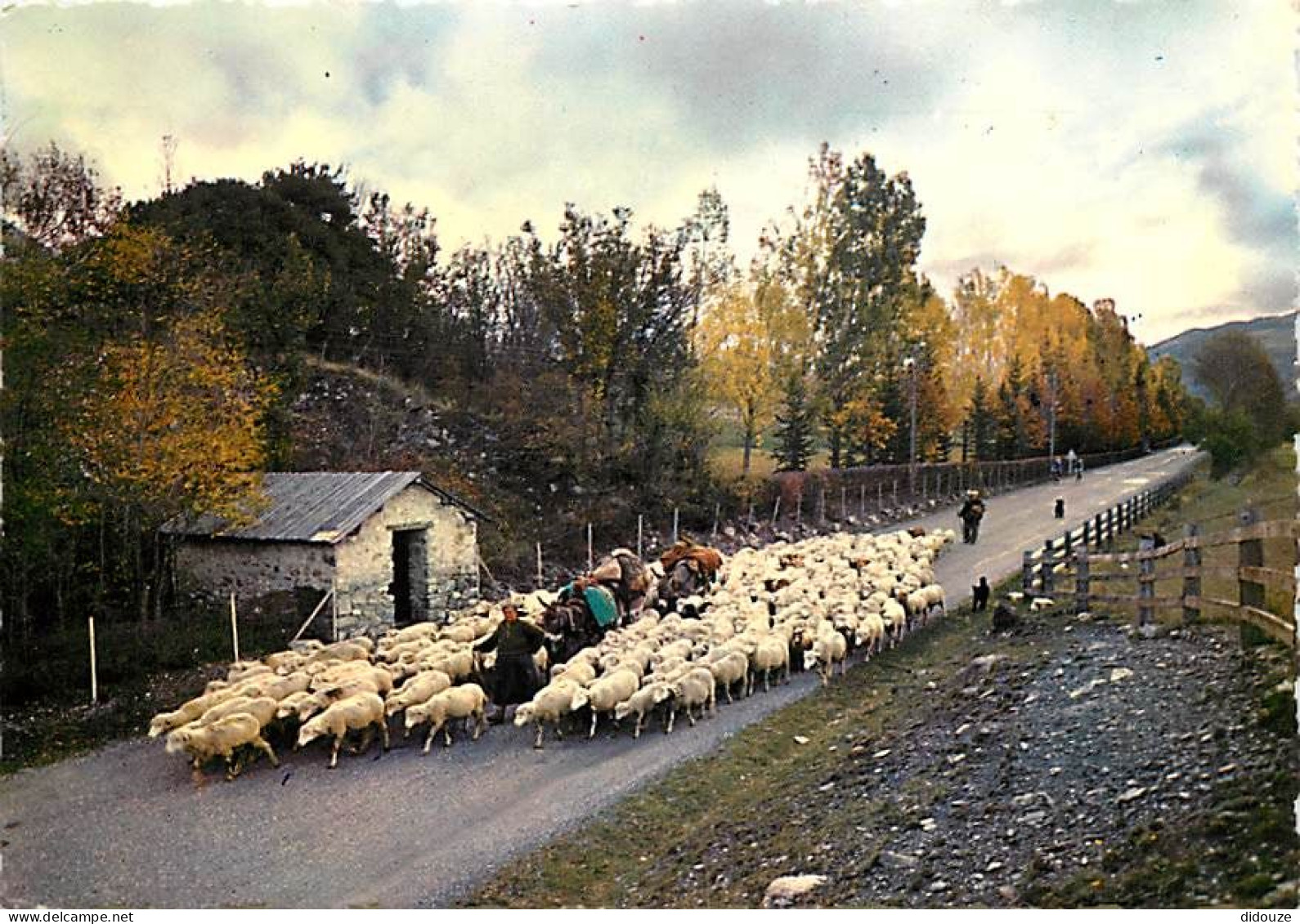 Animaux - Moutons - Transhumance - Retour De Le Montagne - Bergère Et Son Troupeau - CPM - Voir Scans Recto-Verso - Other & Unclassified