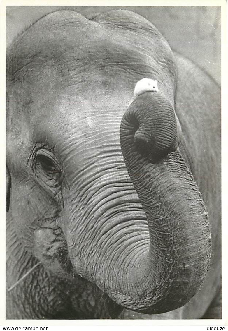 Animaux - Eléphants - Souris Sur Une Trompe D'éléphant - CPM - Voir Scans Recto-Verso - Elephants