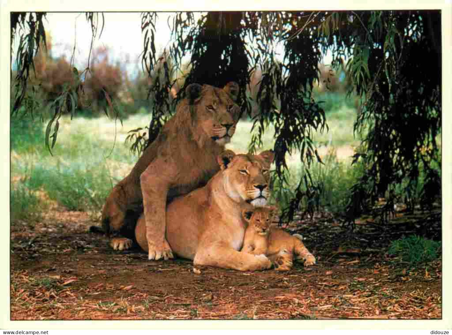 Animaux - Fauves - Lion - Animaux Sauvages - Couple Avec Lionceau - CPM - Voir Scans Recto-Verso - Lions