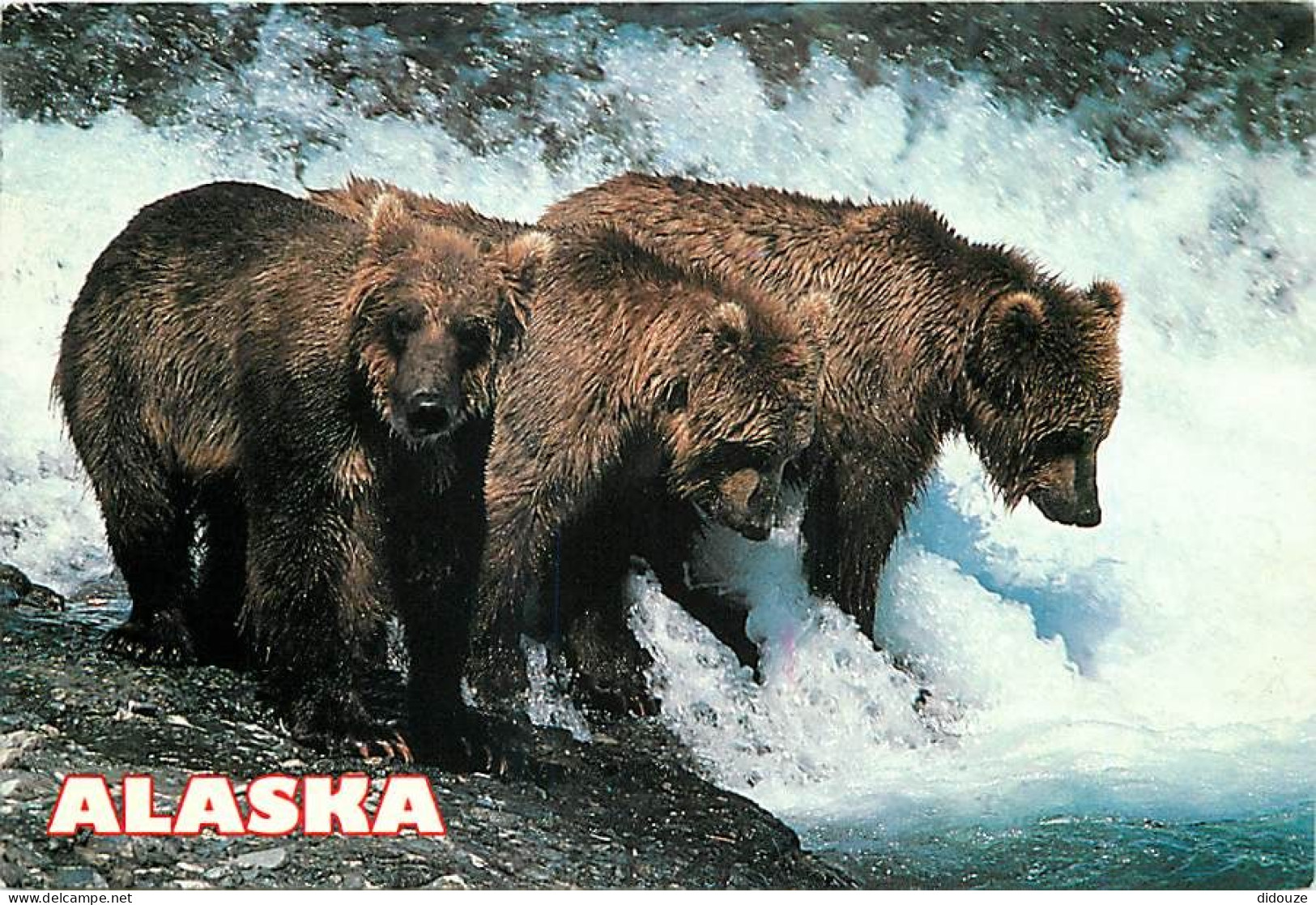 Animaux - Ours - Ours Brun - Alaska - Peche Au Saumon - Bear - CPM - Voir Scans Recto-Verso - Bears