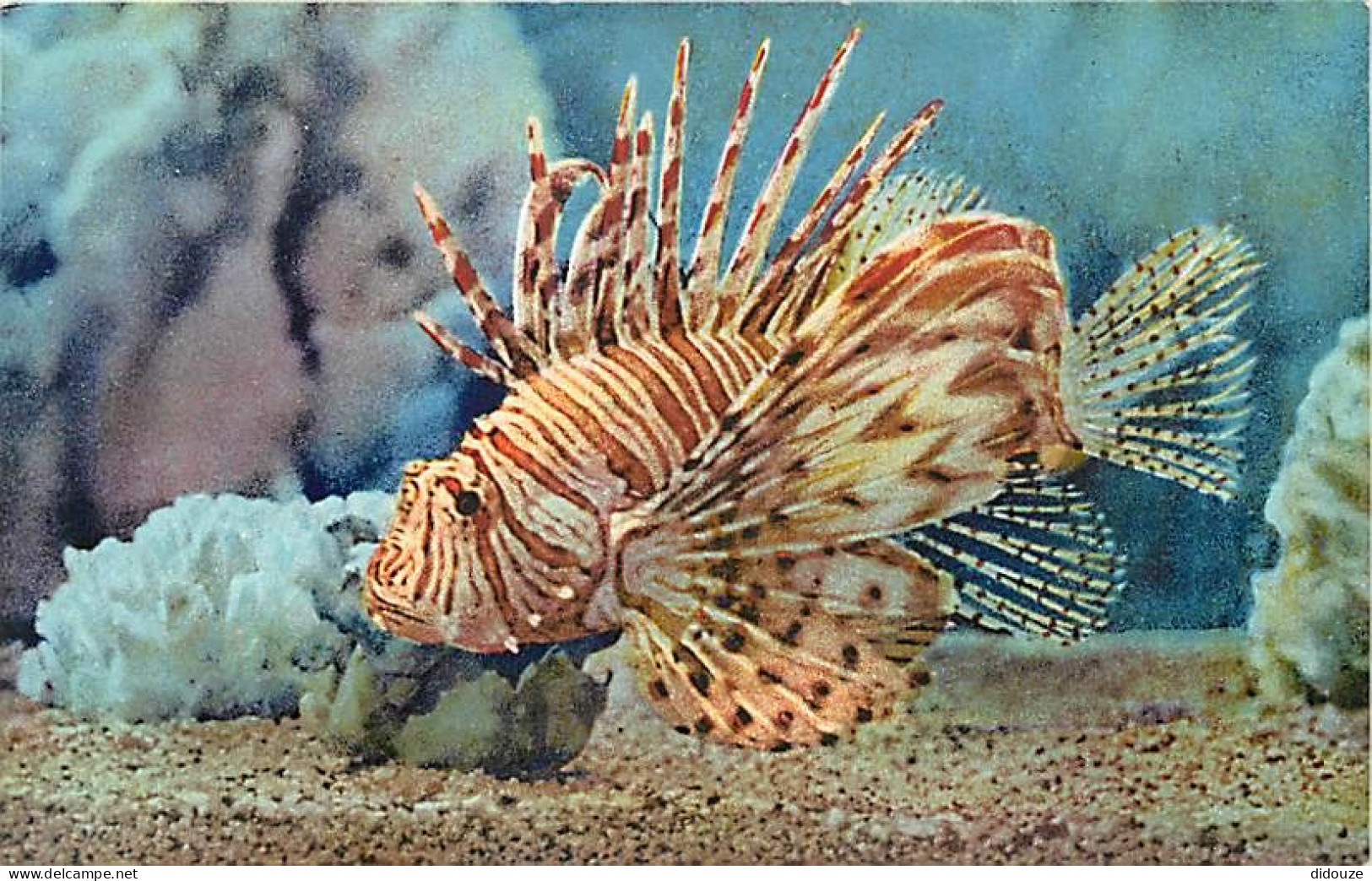 Animaux - Poissons - Musée Océanographique De Monaco - 5 - Pterois Volitans ( Rascasse Volante ) - Carte Neuve - CPM - V - Fish & Shellfish