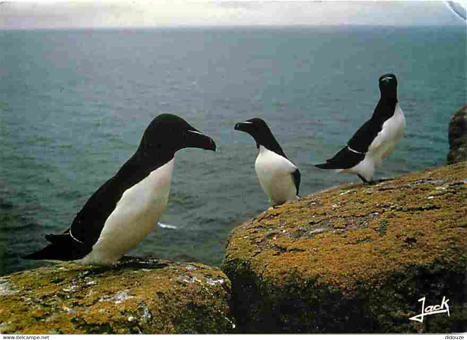 Animaux - Oiseaux - Pingouins Torda - Réserve Des Sept Iles - CPM - Voir Scans Recto-Verso - Birds