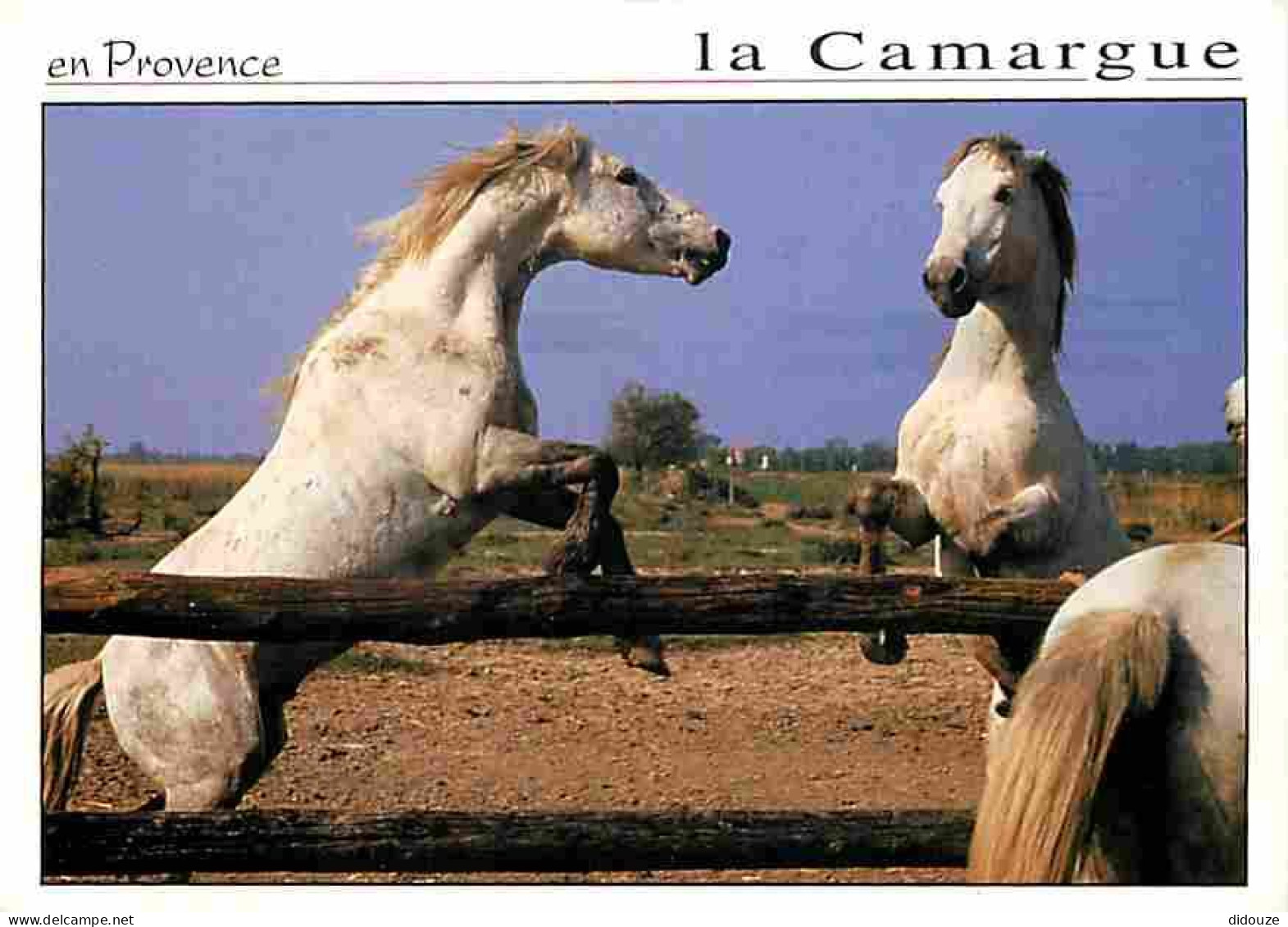 Animaux - Chevaux - Camargue - Chevaux Camarguais - Flamme Postale - Voir Scans Recto Verso  - Horses