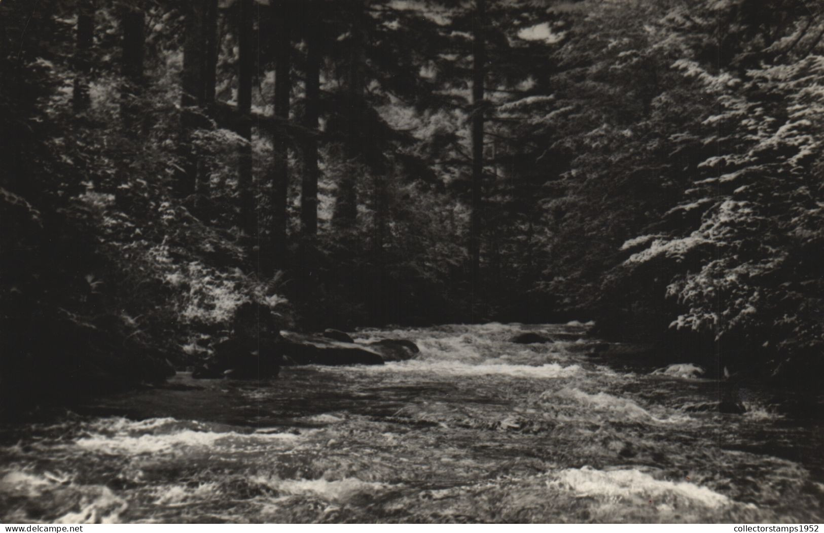 FOREST, TREES, POSTCARD - Trees