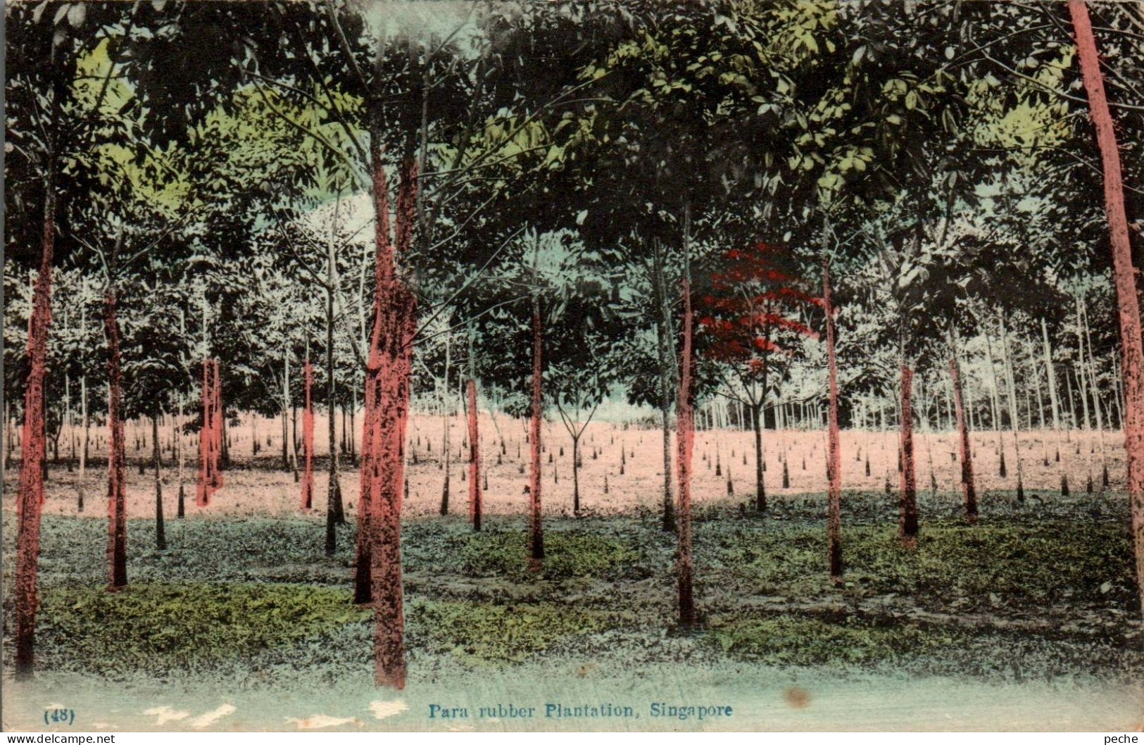 N°3104 W -cpa Singapour -Parc Rubber Plantation- - Singapur