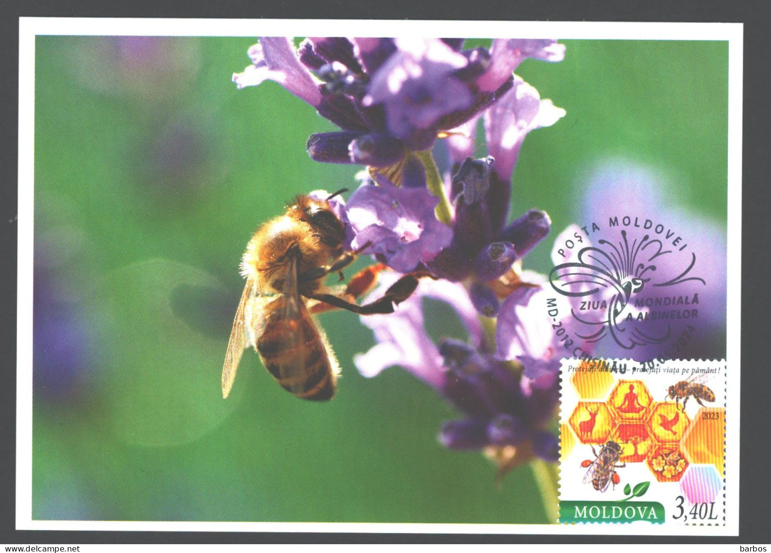 Moldova , 2024 , World Bee Day , Maxicard - Moldavië