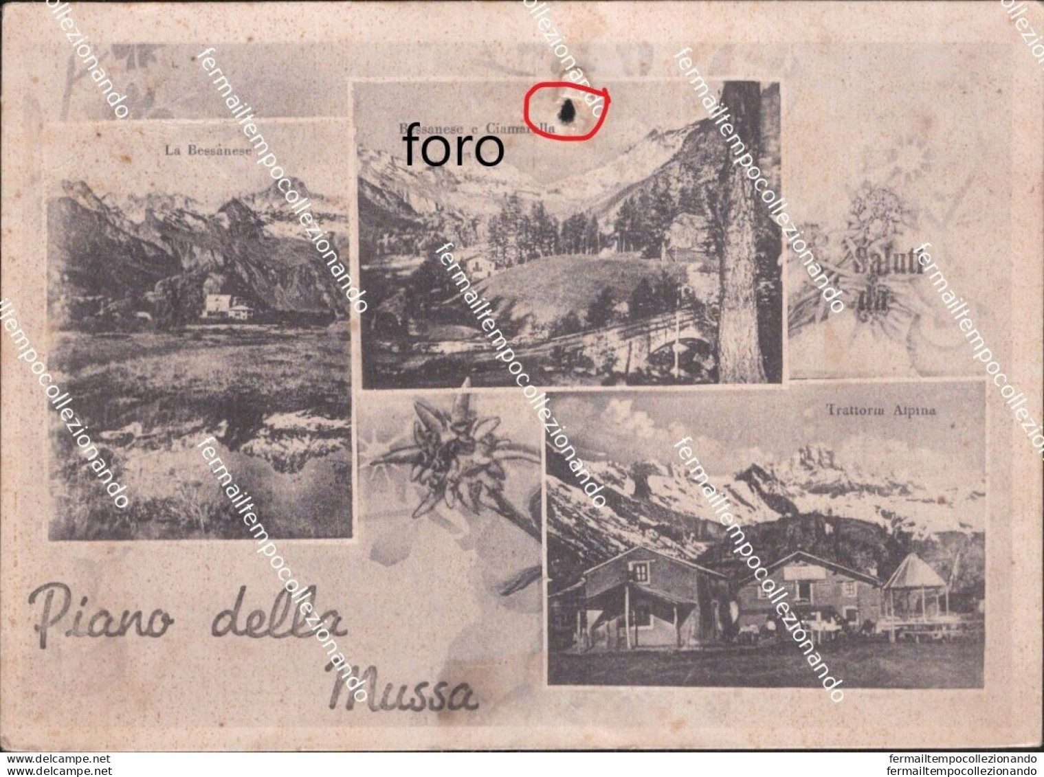 Cm620 Cartolina Piano Della Mussa  Provincia Di Torino Piemonte - Sonstige & Ohne Zuordnung