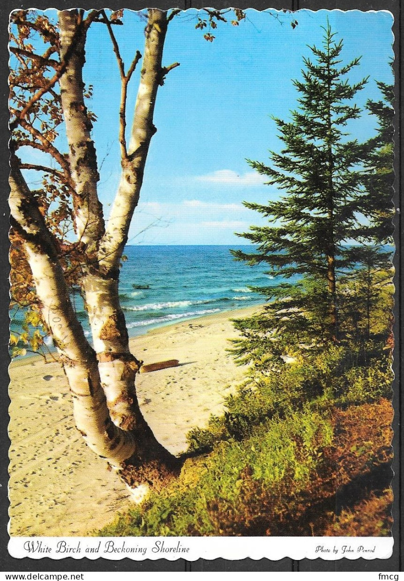 Michigan, White Birch And Shoreline, Mailed - Sonstige & Ohne Zuordnung