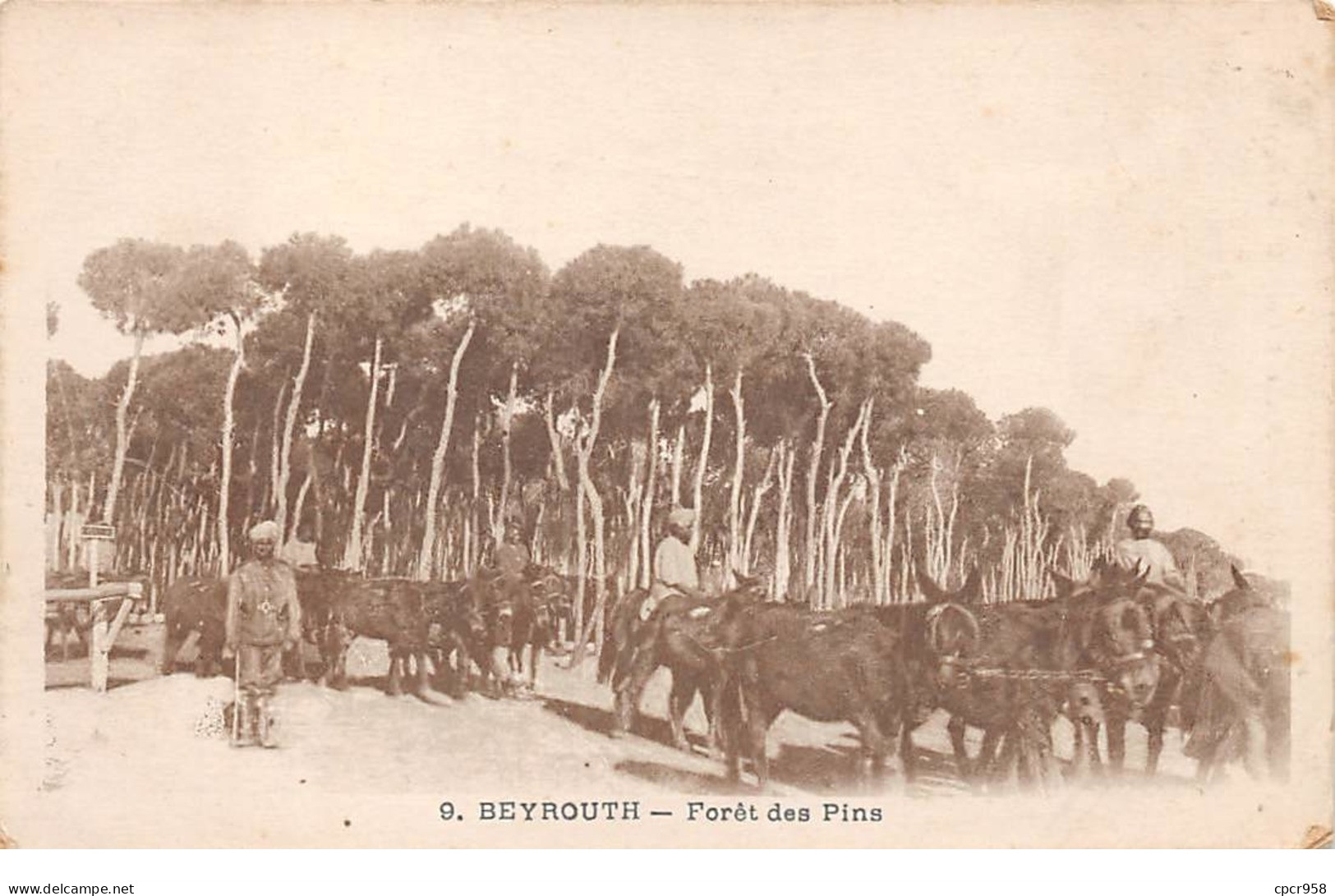 Liban - N°63501 - Beyrouth - Forêt Des Pins - Libanon