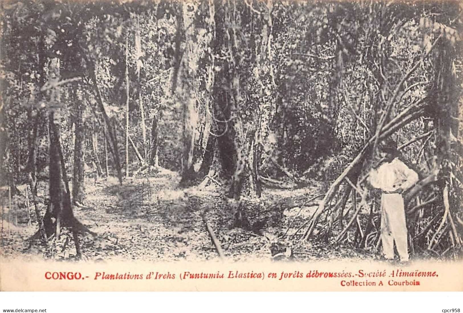 Congo Français - N°61540 - Plantations D'Irechs (Funtumia Elastica) En Forêts Débroussés - Société Alimaïnne - Congo Français