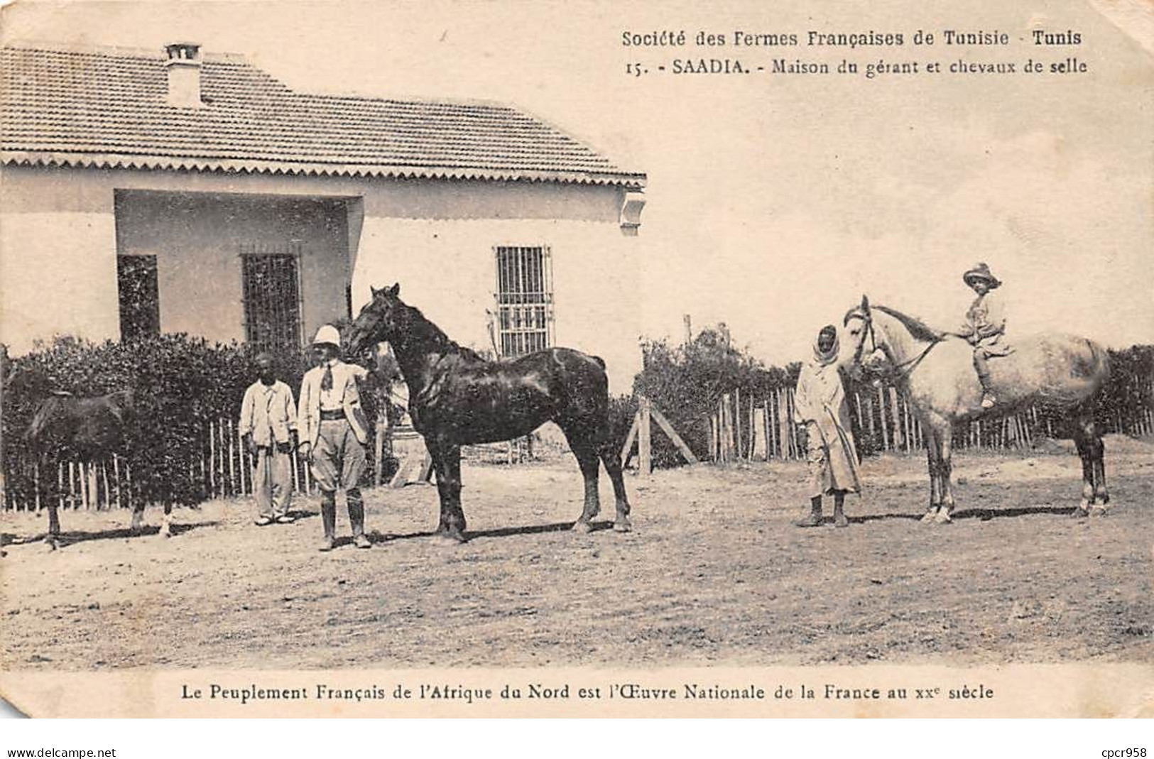 Tunisie - N°70932 - SAADIA - Maison Du Gérant Et Chevaux De Selle - Sté Des Fermes Françaises... -Carte Vendue En L'état - Tunisia