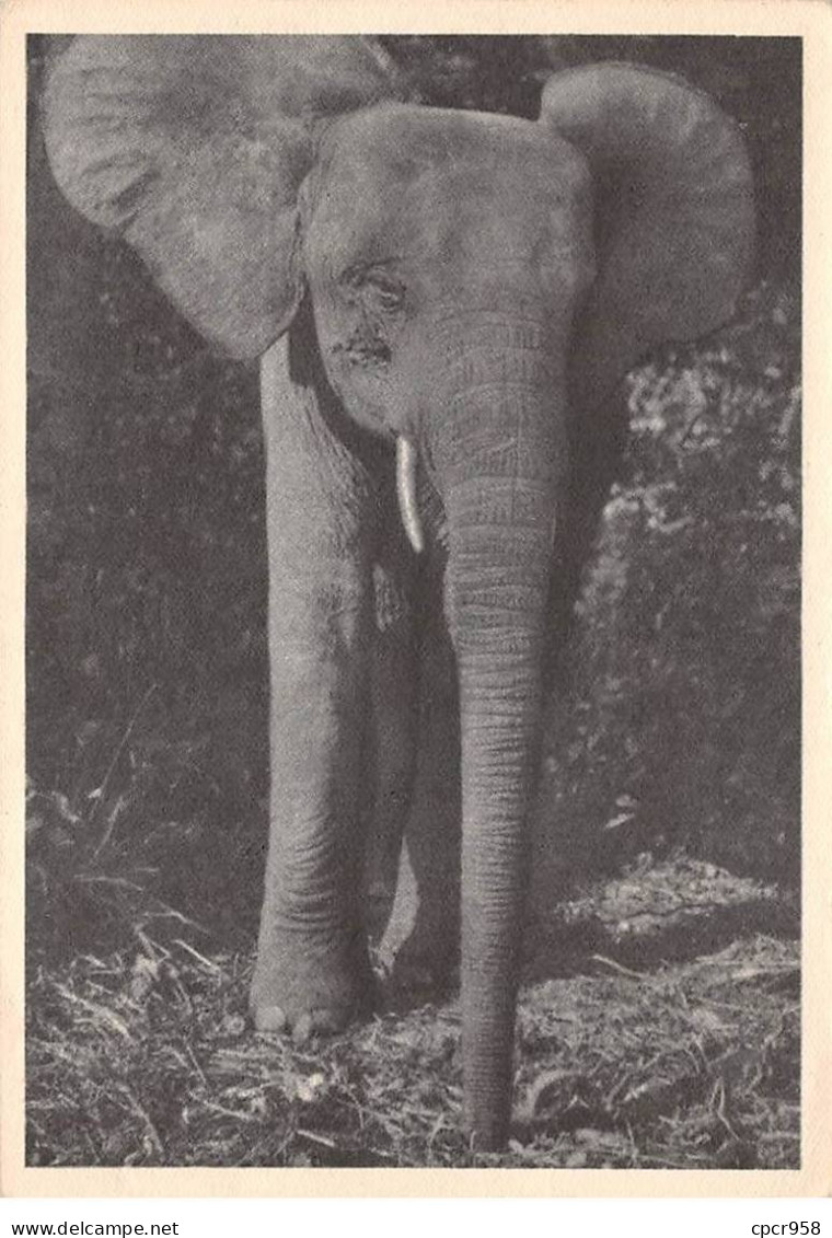 Congo Français - N°77368 - Eléphant - Carte Avec De Beaux Timbres - Congo Français