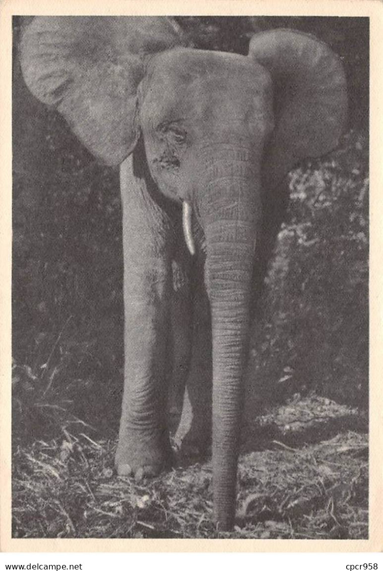 Congo Français - N°77368 - Eléphant - Carte Avec De Beaux Timbres - Französisch-Kongo