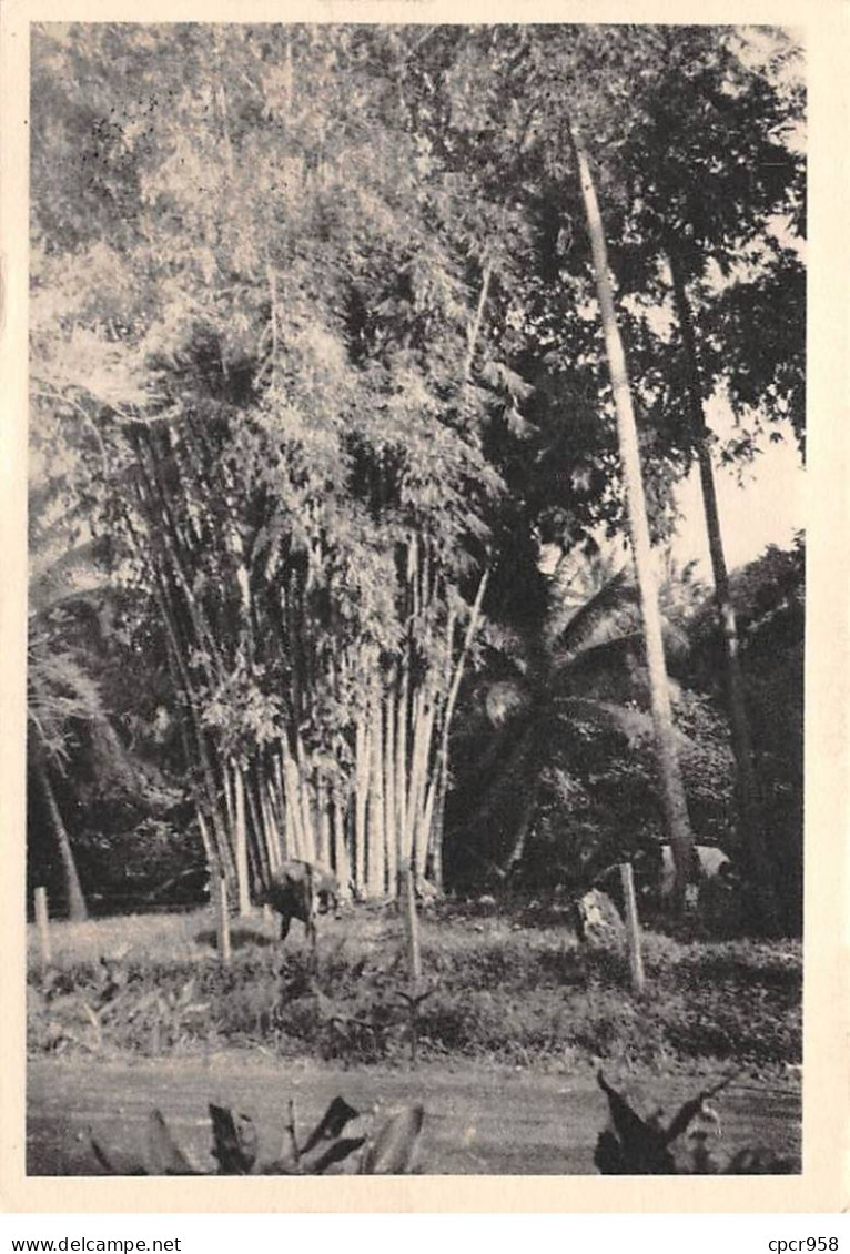 Viêt-Nam - N°77288 - Indochine - Bosquet D'arbres - Carte Avec De Beaux Timbres - Vietnam