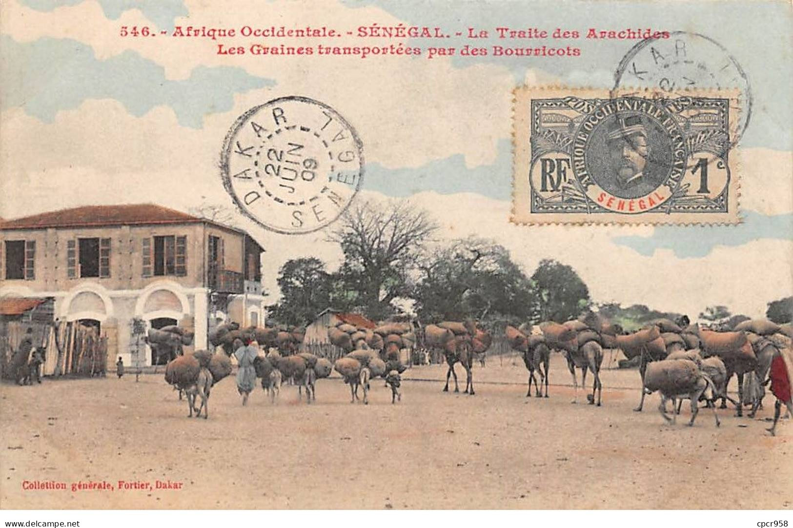 Sénégal - N°79486 - La Traite Des Arachides - Les Graines Transportées Par Des Bourricots - Senegal