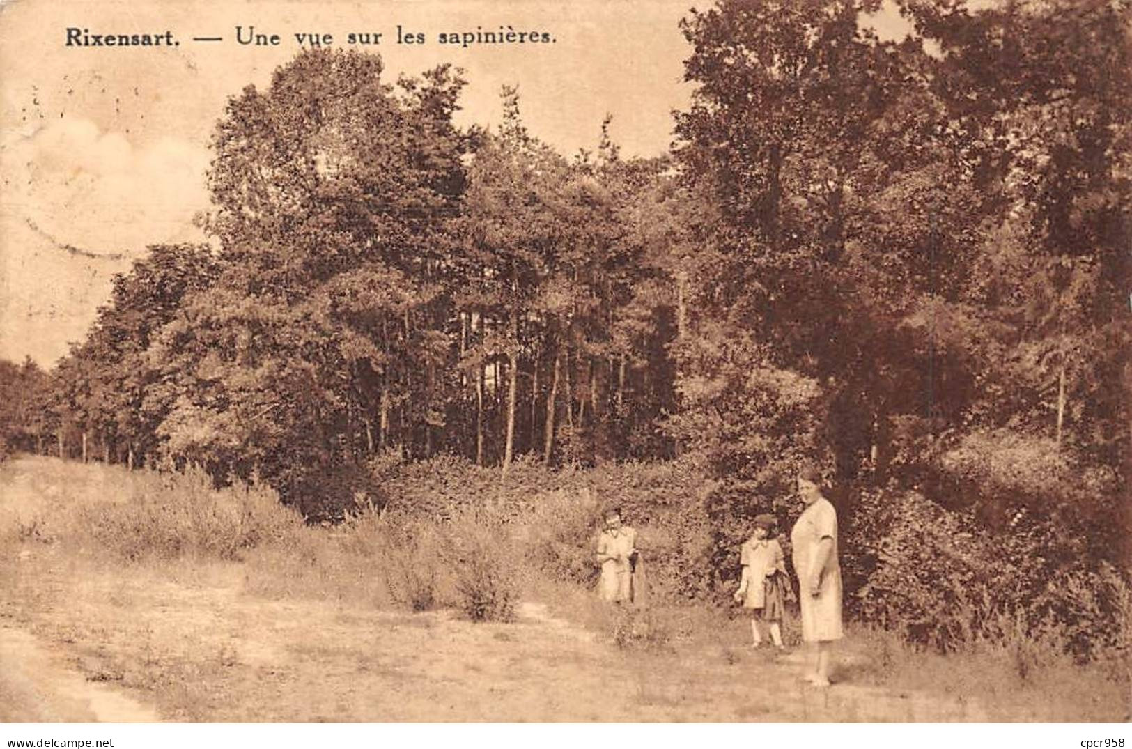 BELGIQUE - RIXENSART - SAN42799 - Une Vue Sur Les Sapinières - Rixensart