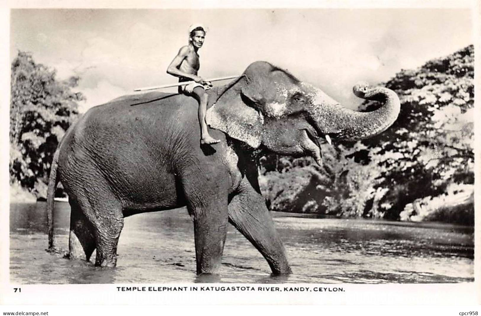 INDE - SAN51206 - Temple Elephant At Katugastota River - Kandy - Ceylon - India
