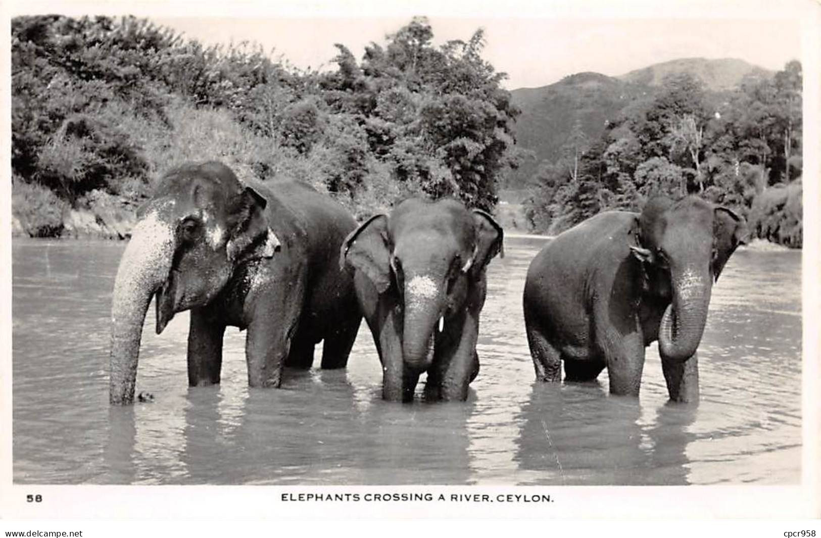 INDE - SAN51215 - Elephants Crossing River - Ceylon - Inde