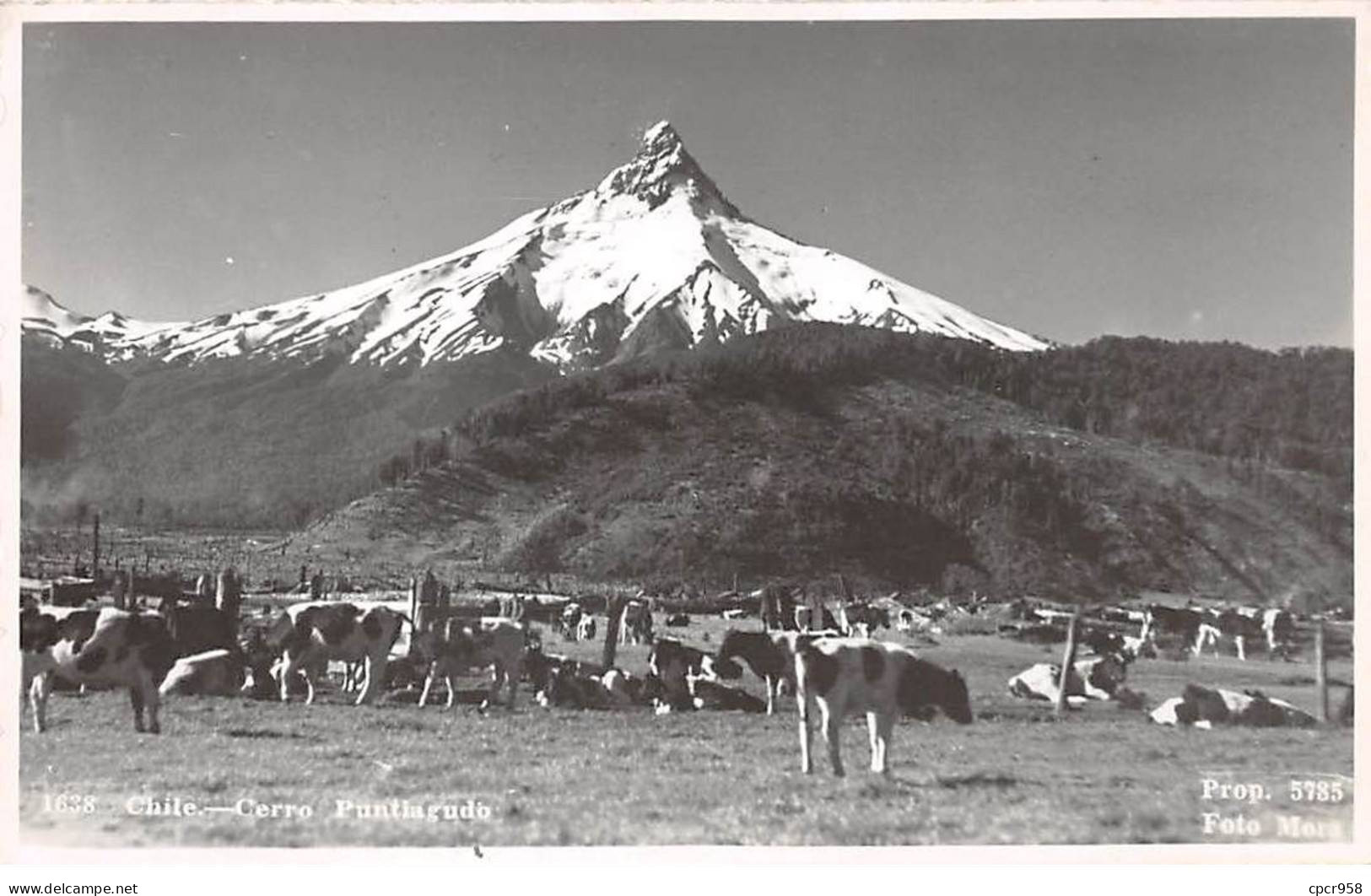 CHILI - SAN51280 - Carte Photo - Cerro - Puntiagudo - Cile