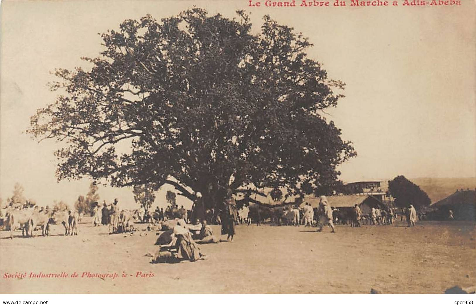 ETHIOPIE - SAN48508 - Le Grand Arbre Du Marché à Adis Abeda - Ethiopia