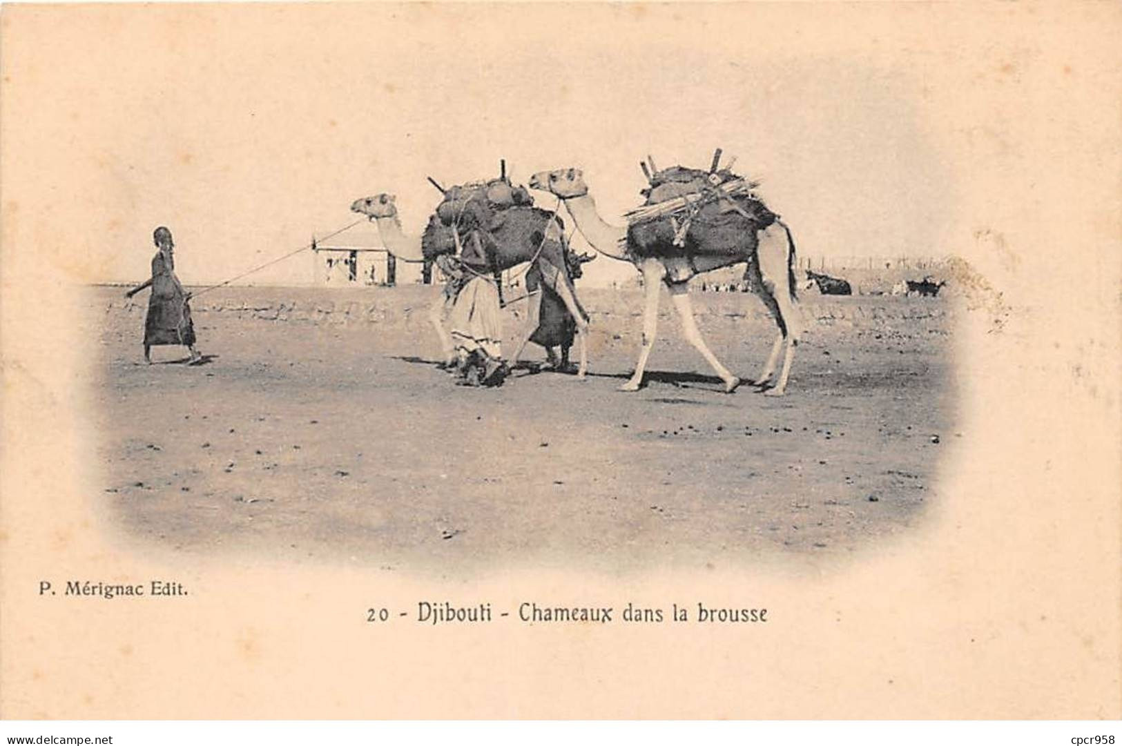 DJIBOUTI - SAN56460 - Chameau Dans La Brousse - Djibouti
