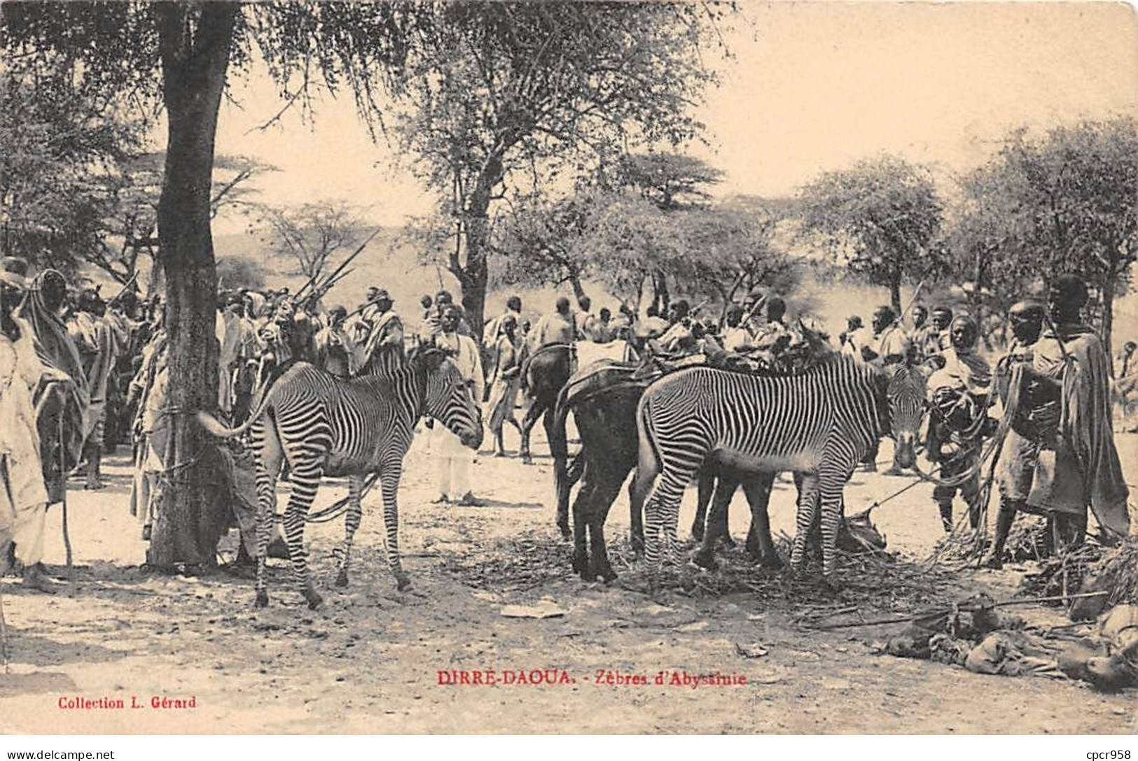 ETHIOPE - SAN56529 - Dirré Daoua - Zèbres D'Abyssinie - Ethiopia