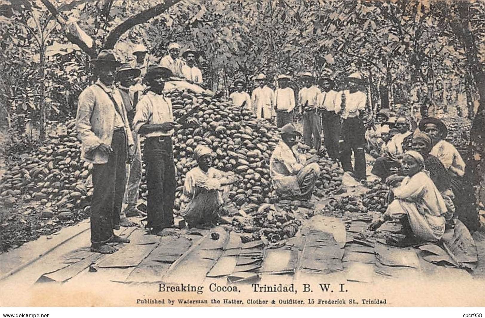 ANTILLES - SAN63789 - Breaking Cocoa - Trinidad - BWI - Agriculture - Cacao - Trinidad