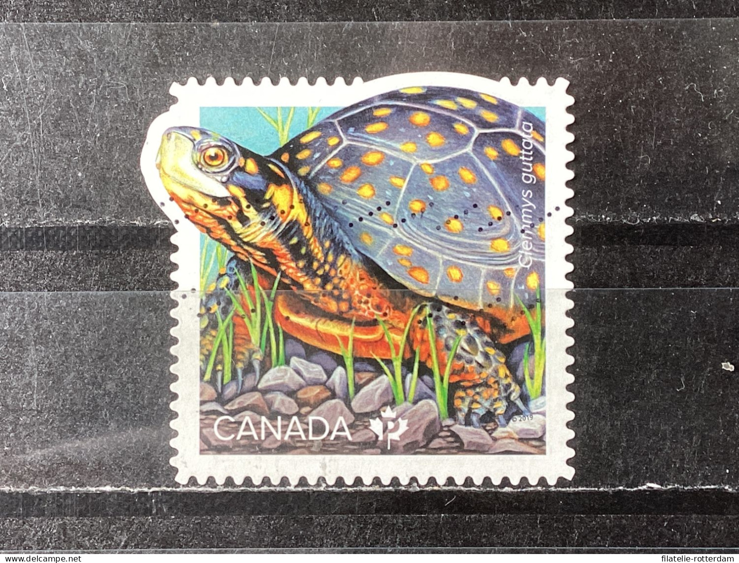 Canada - Turtles (P) 2019 - Oblitérés