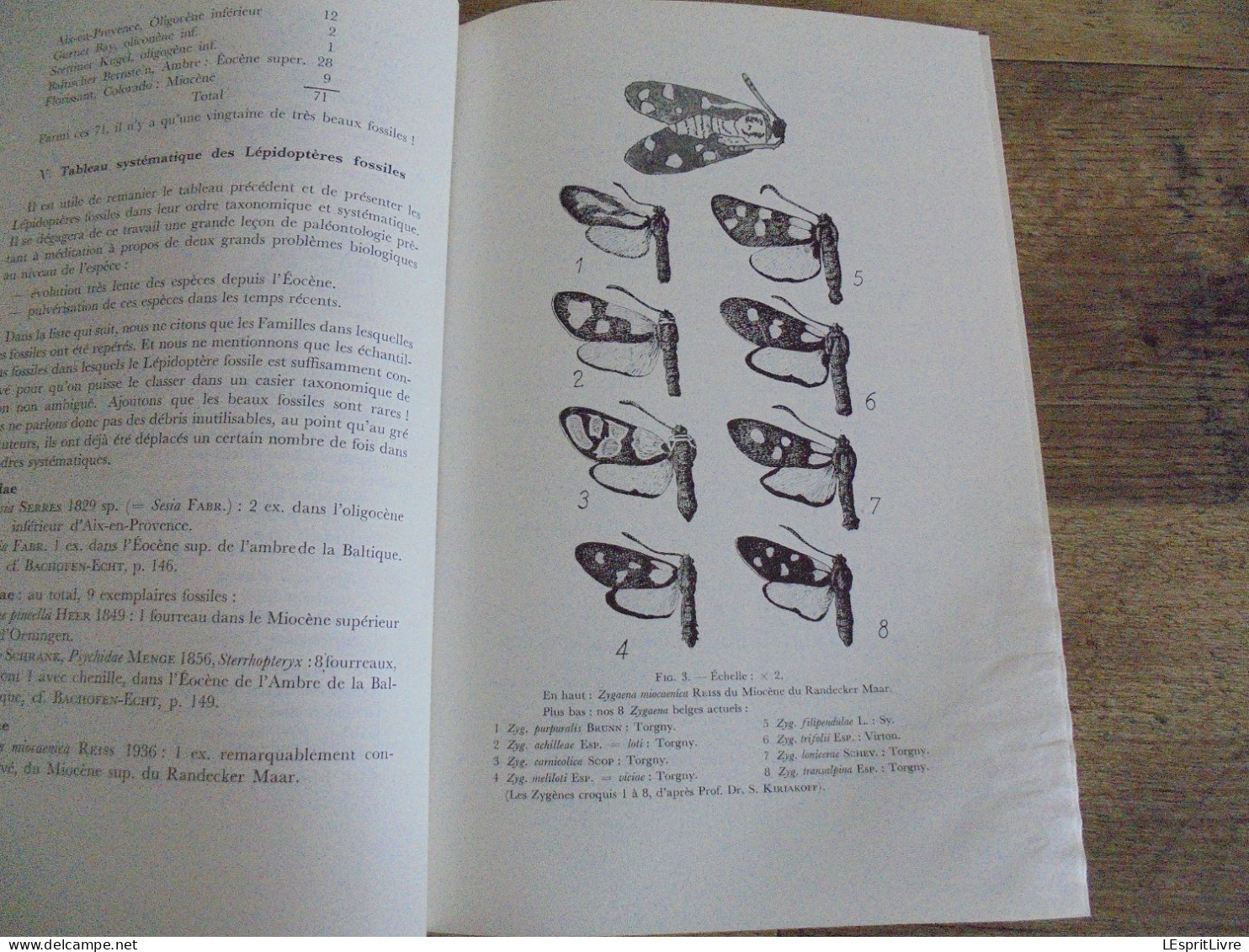 LES NATURALISTES BELGES N° 1 Année 1974 Régionalisme Grotte Vaucelles Carrières Pierres Carrière Du Sanglier Gimnée - Belgium