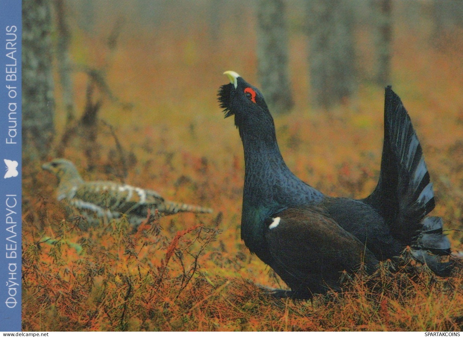 BIRD Animals Vintage Postcard CPSM #PAN352.A - Birds