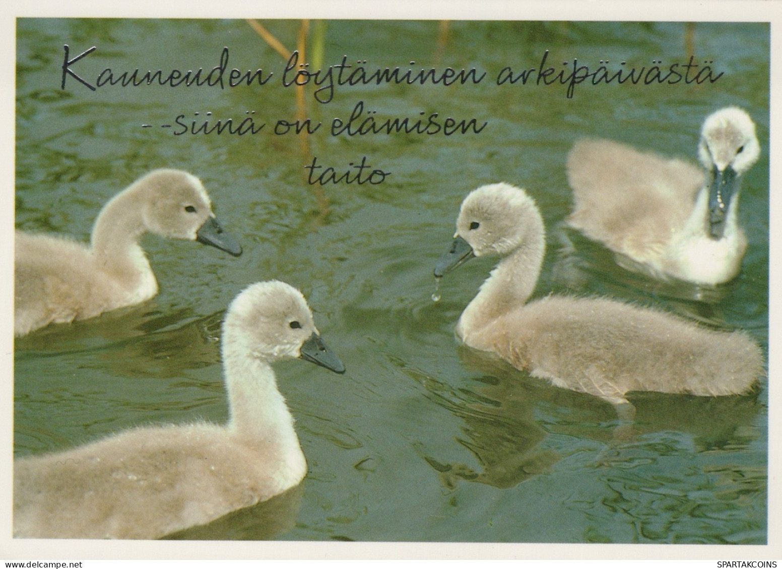 UCCELLO Animale Vintage Cartolina CPSM #PAN284.A - Birds