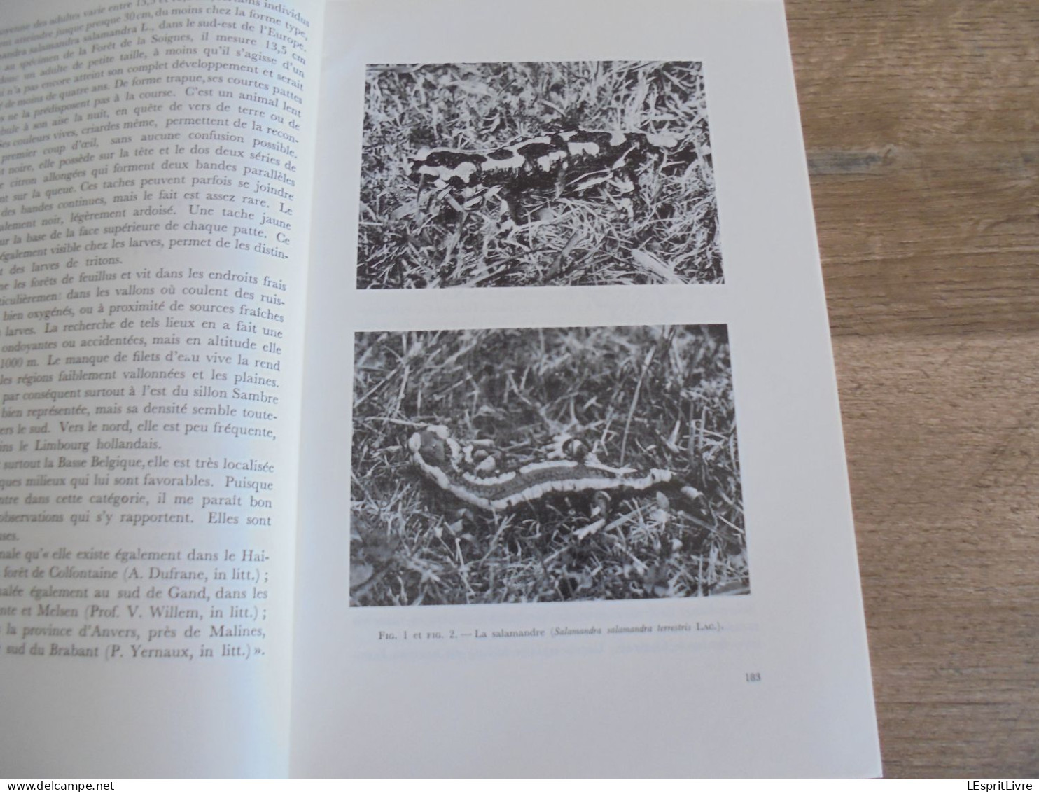 LES NATURALISTES BELGES N° 4 Année 1974 Régionalisme Salamandre Forêt De Soignes Carnivores Belgique Clé Détermination - Bélgica