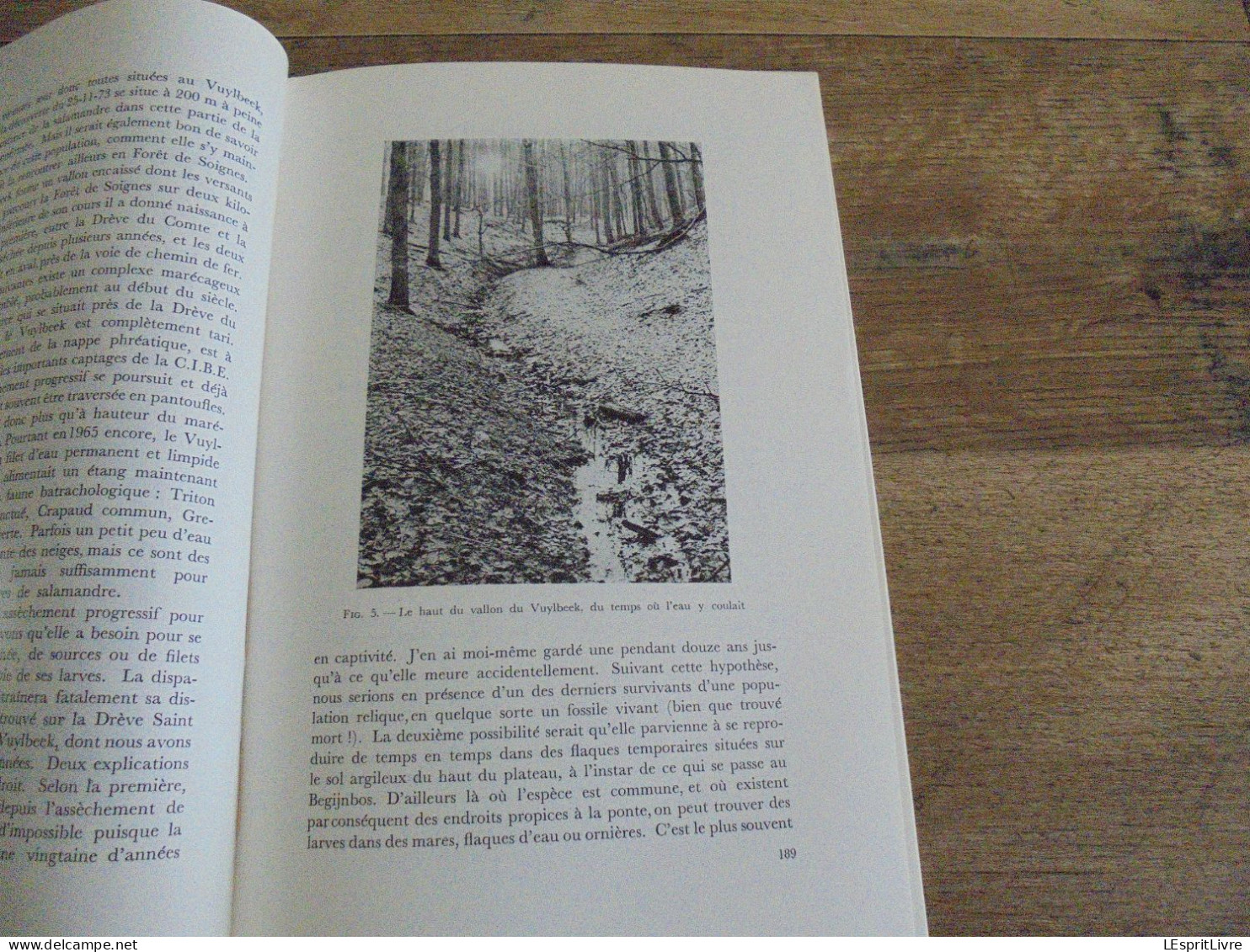 LES NATURALISTES BELGES N° 4 Année 1974 Régionalisme Salamandre Forêt De Soignes Carnivores Belgique Clé Détermination - Bélgica