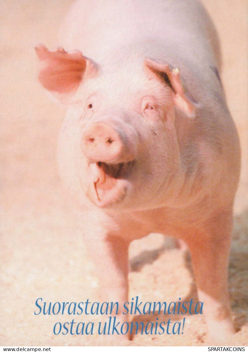 PORCS Animaux Vintage Carte Postale CPSM #PBR757.A - Pigs