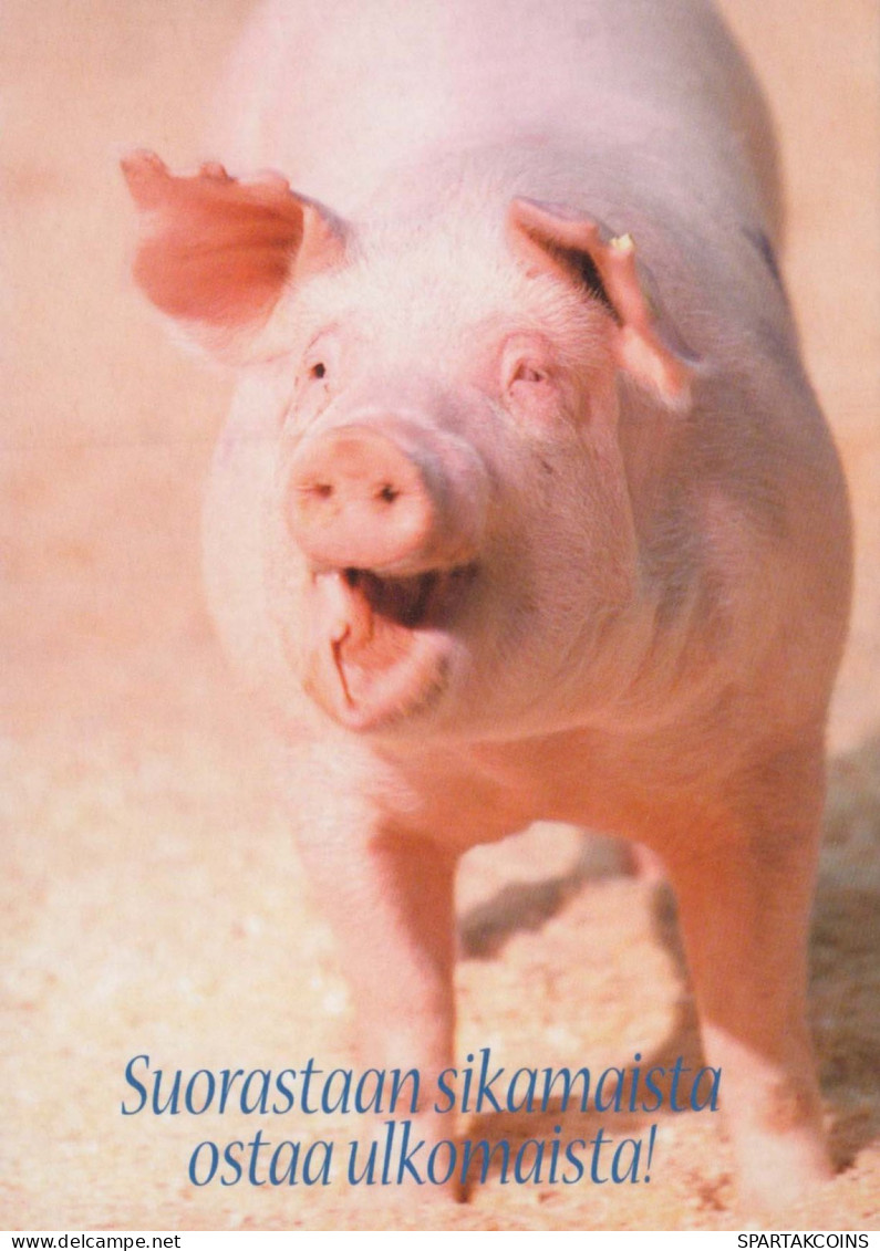 PIGS Animals Vintage Postcard CPSM #PBR754.A - Pigs