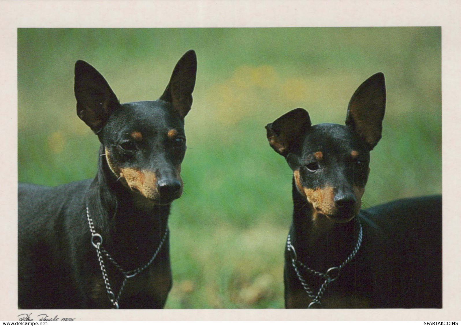 HUND Tier Vintage Ansichtskarte Postkarte CPSM #PBQ387.A - Dogs