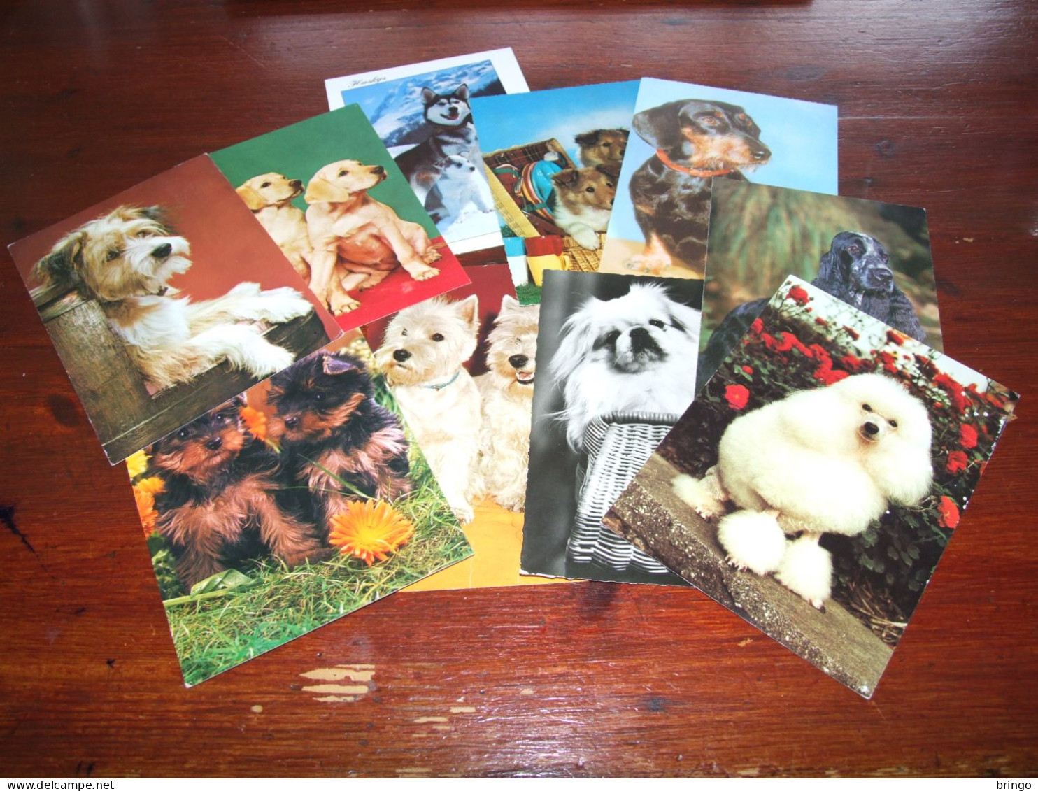 76367-       10 CARDS - HONDEN / DOG DOGS / HUNDE / CHIENS / PERROS - Dogs