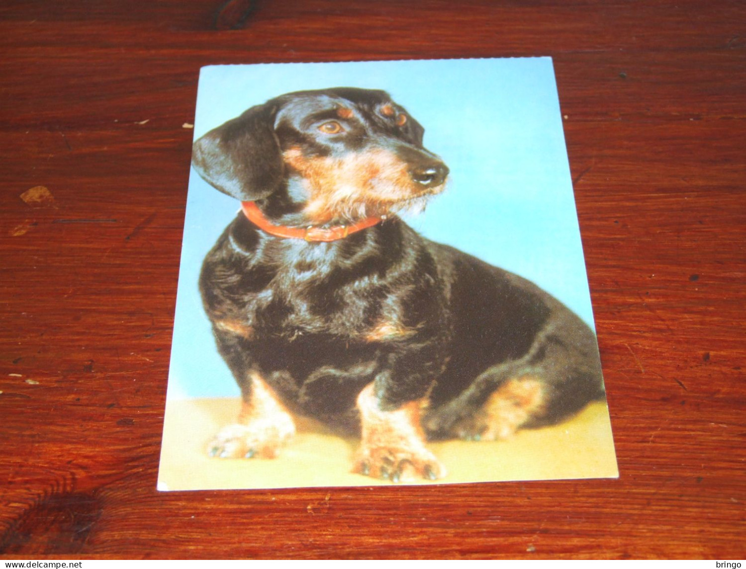 76367-       10 CARDS - HONDEN / DOG DOGS / HUNDE / CHIENS / PERROS - Dogs