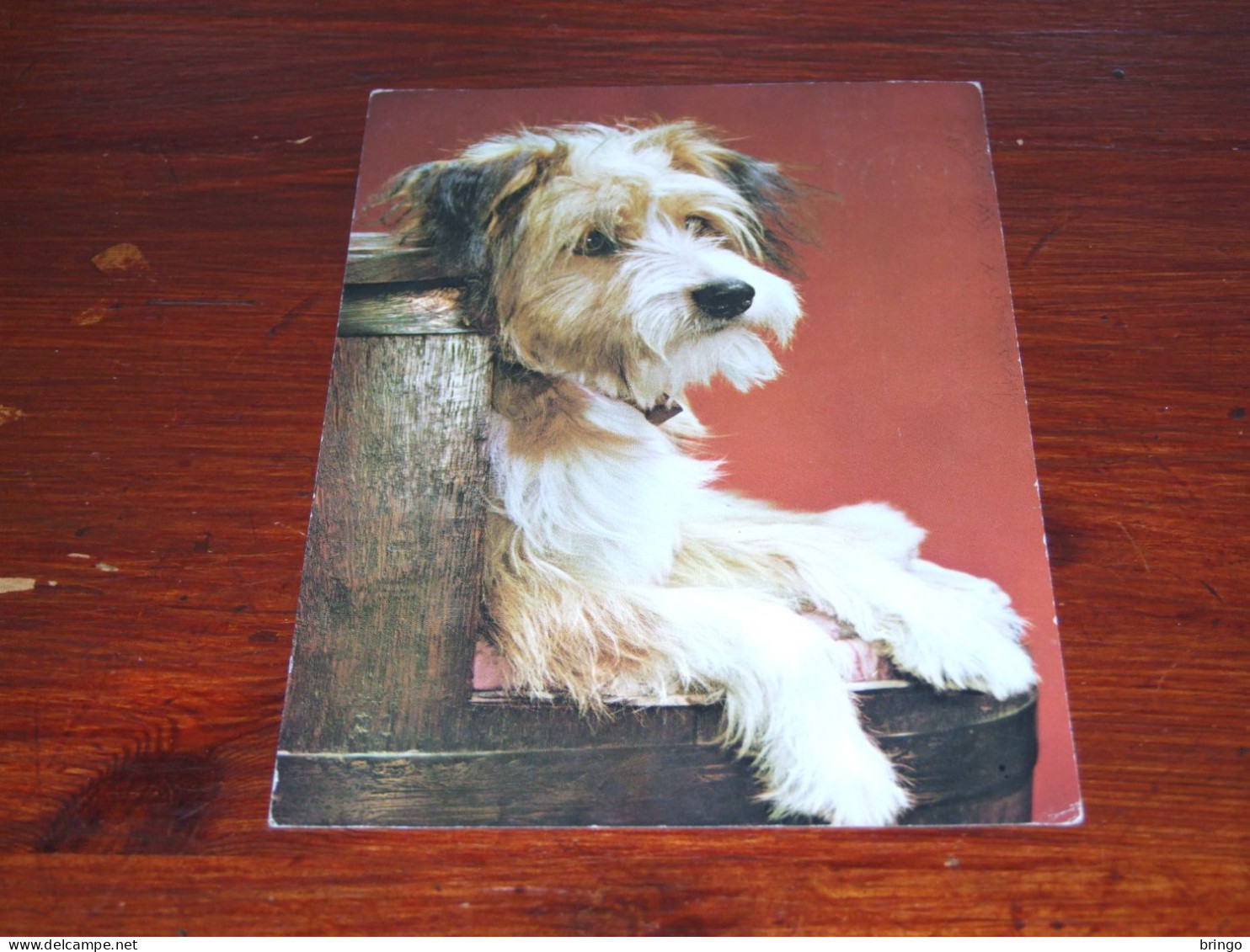 76367-       10 CARDS - HONDEN / DOG DOGS / HUNDE / CHIENS / PERROS