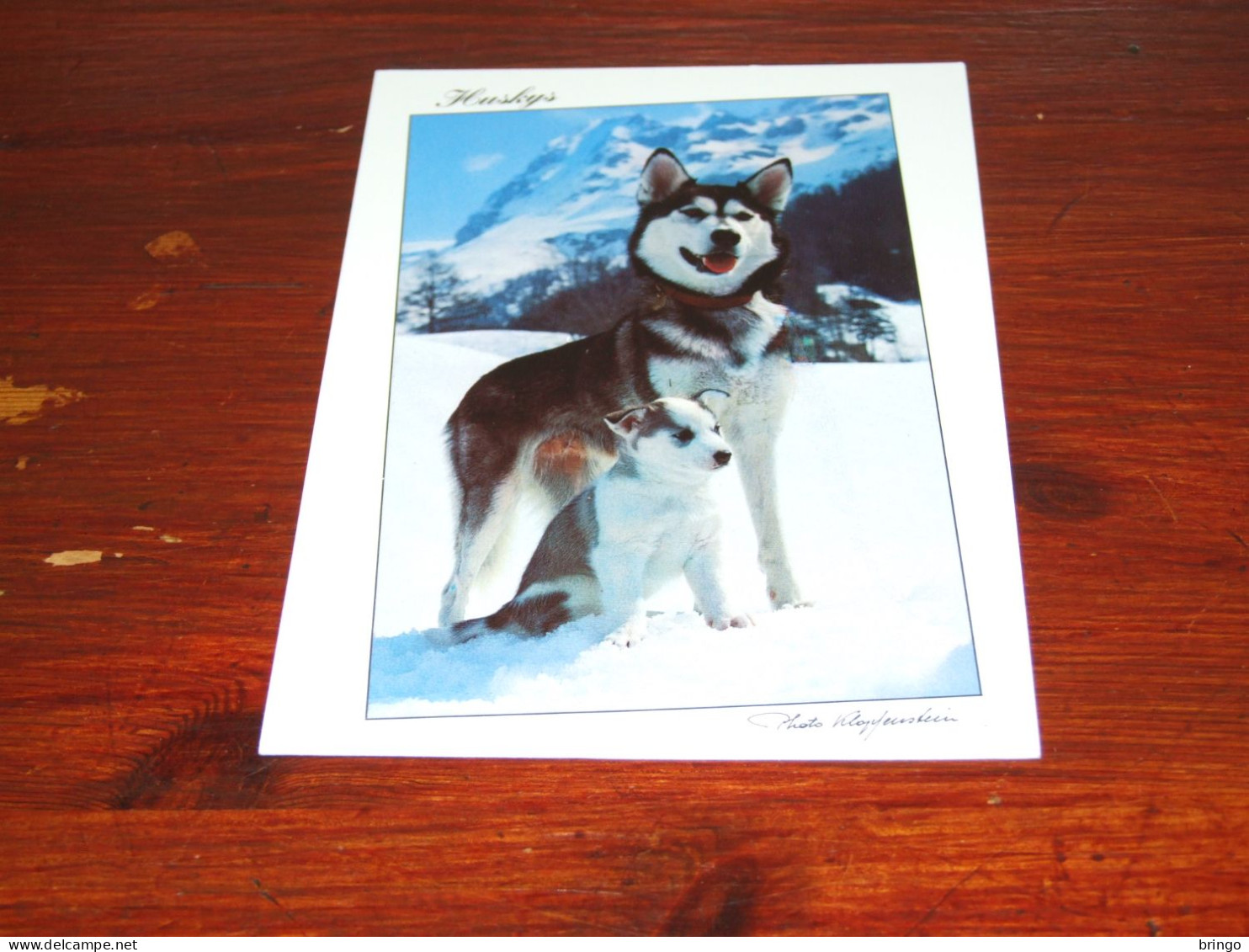 76367-       10 CARDS - HONDEN / DOG DOGS / HUNDE / CHIENS / PERROS