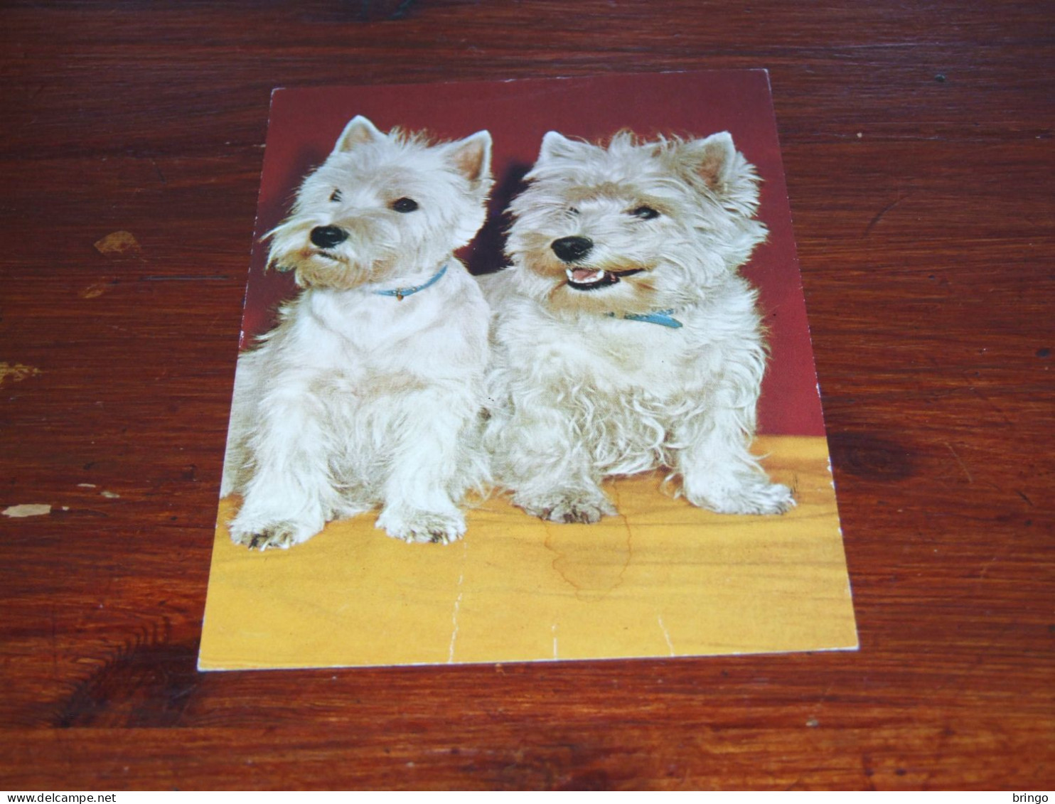 76367-       10 CARDS - HONDEN / DOG DOGS / HUNDE / CHIENS / PERROS