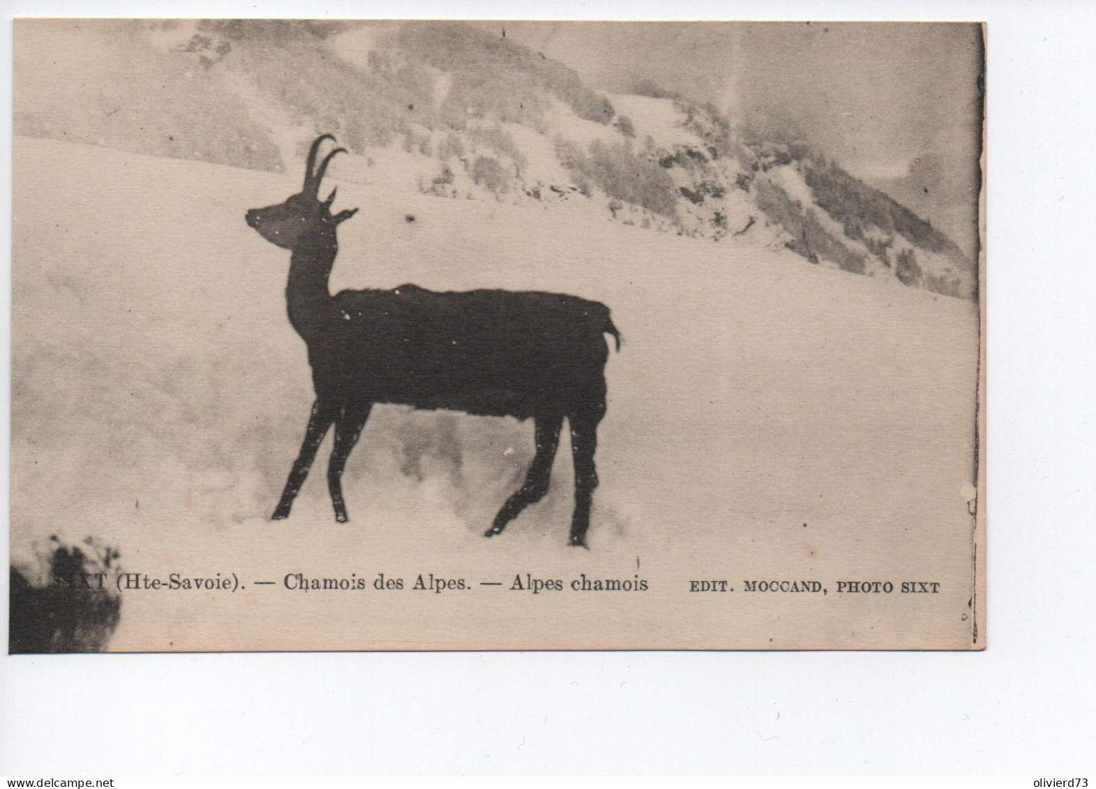 Cpa - 74 - Sixt - Chamois Des Alpes -  A VOIR - Sixt-Fer-à-Cheval