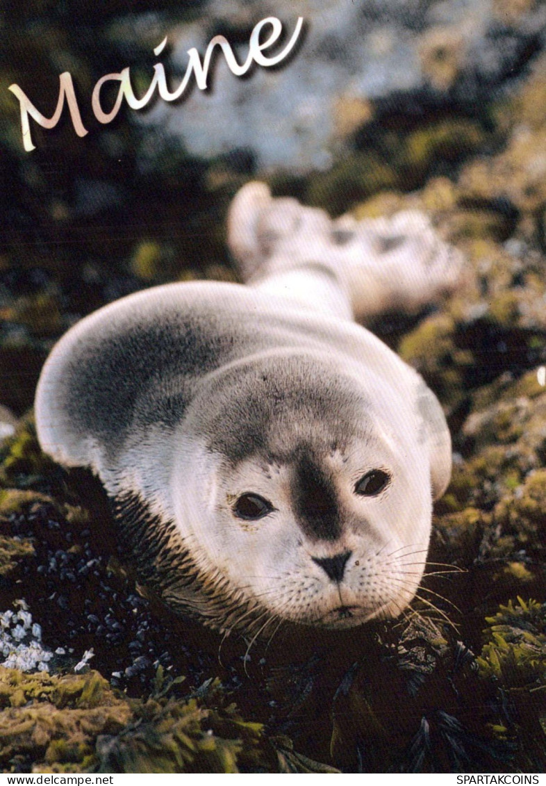 SEAL Animals Vintage Postcard CPSM #PBS675.A - Other & Unclassified