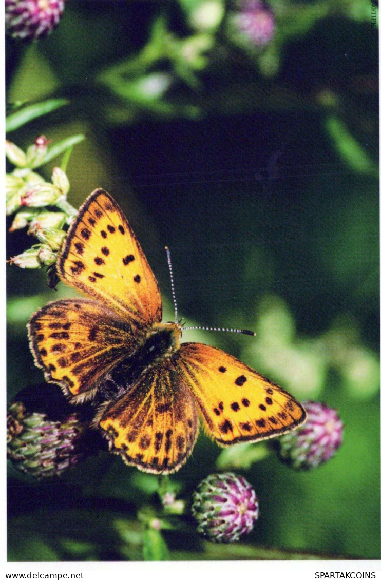 MARIPOSAS Animales Vintage Tarjeta Postal CPSM #PBS451.A - Vlinders