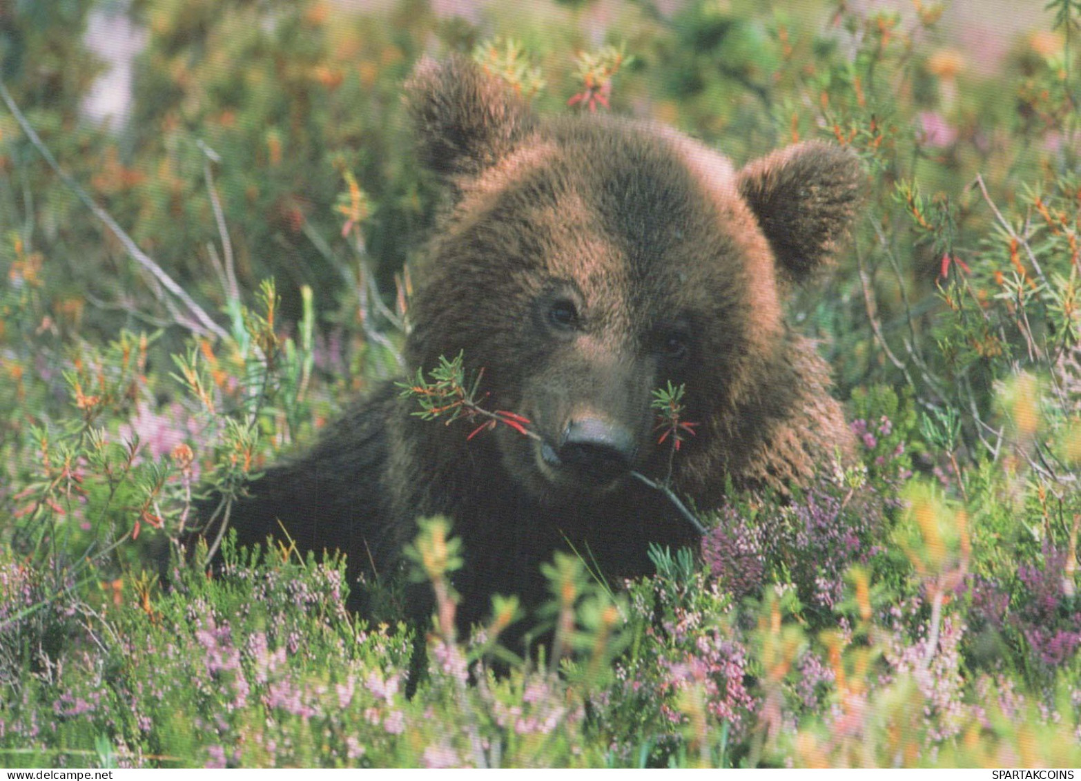 BEAR Animals Vintage Postcard CPSM #PBS205.A - Ours