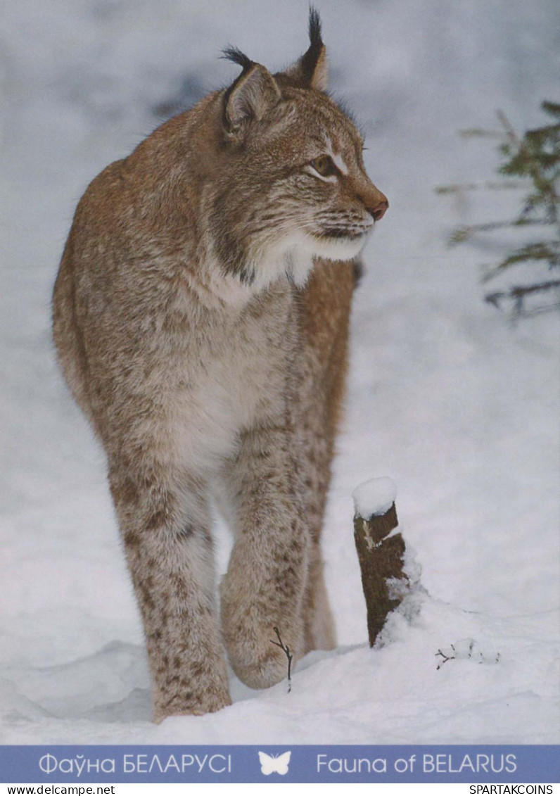 LYNX Animals Vintage Postcard CPSM #PBS070.A - Other & Unclassified