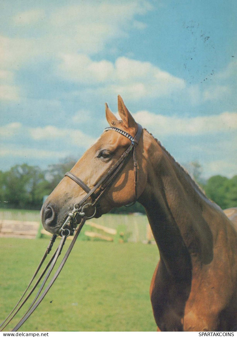 CHEVAL Animaux Vintage Carte Postale CPSM #PBR952.A - Horses