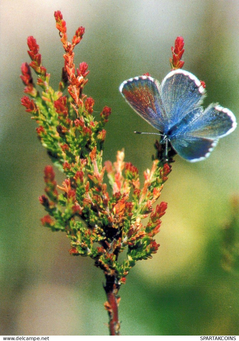 BUTTERFLIES Vintage Postcard CPSM #PBZ924.A - Butterflies